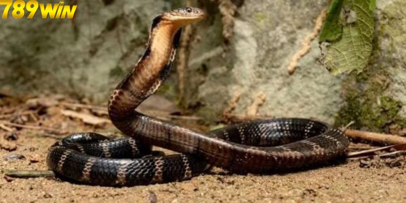 mơ thấy rắn đuổi