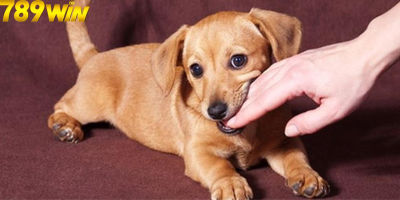 Mơ Thấy Chó Cắn Có Phải Điềm Dữ? Con Số May Mắn Liên Quan? 7 Các con số liên quan đến giấc mơ thấy chó là gì?