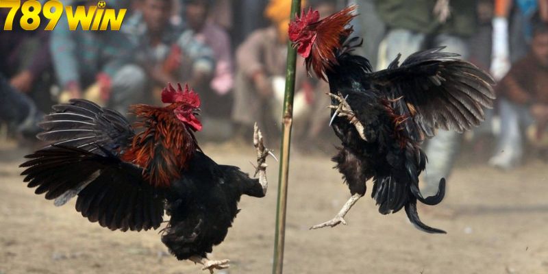 ĐÁ GÀ 3 Các bước tham gia chơi game cụ thể cho bet thủ