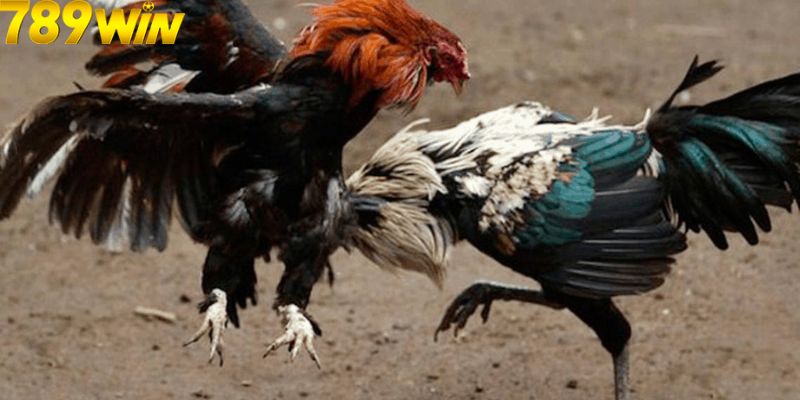 Đá Gà Cựa Dao Cực Kỳ Hot Hit Dành Cho Cược Thủ Tại 789win 6 Các bước tham gia đá gà cựa dao tại 78Win