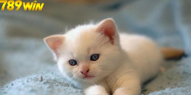 Nhà Cái 789Win Luận Giải Chi Tiết Về Giấc Mơ Nhìn Thấy Mèo 7 Mộng thấy mèo nên chọn con số nào?