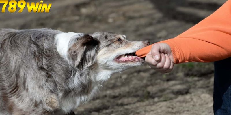 Mơ Thấy Chó Cắn Có Phải Điềm Dữ? Con Số May Mắn Liên Quan? 6 Giải mã các giấc mơ thấy chó cắn phổ biến