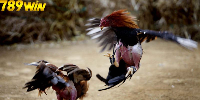 ĐÁ GÀ 1 Giới thiệu sơ lược về sảnh game đá gà 789Win