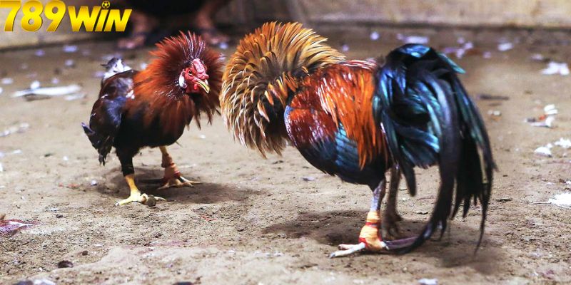 Đá Gà Cựa Dao Cực Kỳ Hot Hit Dành Cho Cược Thủ Tại 789win 5 Tìm hiểu sơ lược về trò chơi đá gà cực hot