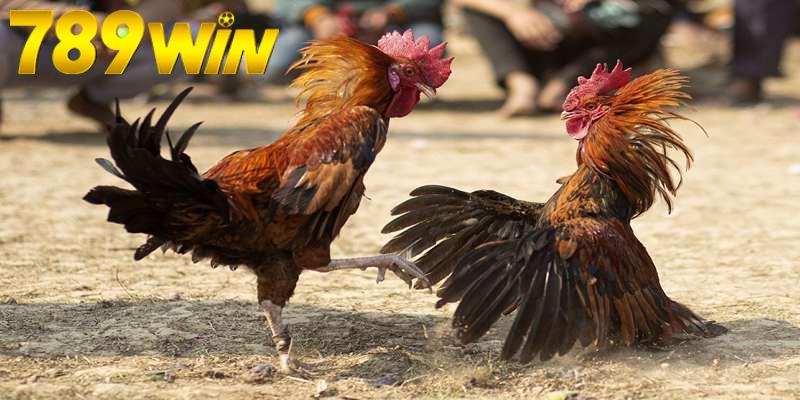 Đá Gà Thomo Loại Hình Cá Cược Hấp Dẫn Tại Nhà Cái 789win 5 Giới thiệu khái quát về trò chơi đá gà thomo cụ thể