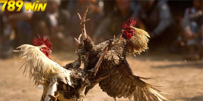 ĐÁ GÀ 4 Nắm rõ luật cá cược đá gà 789Win chi tiết