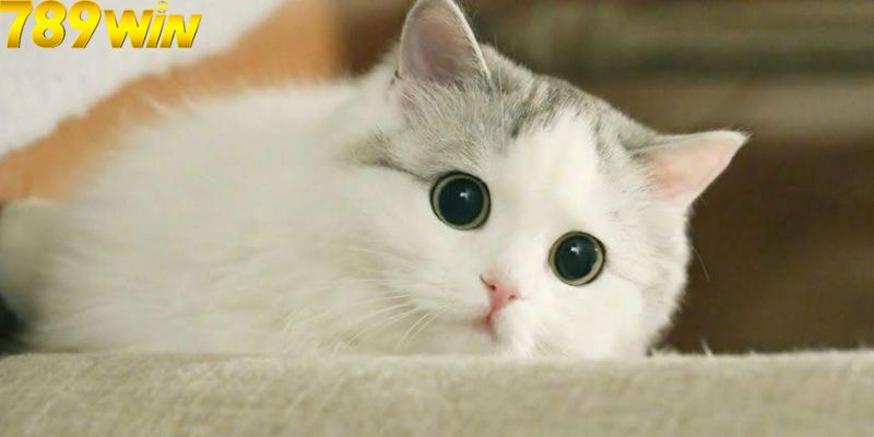 Nhà Cái 789Win Luận Giải Chi Tiết Về Giấc Mơ Nhìn Thấy Mèo 6 Những luận giải liên quan đến giấc mơ thấy mèo