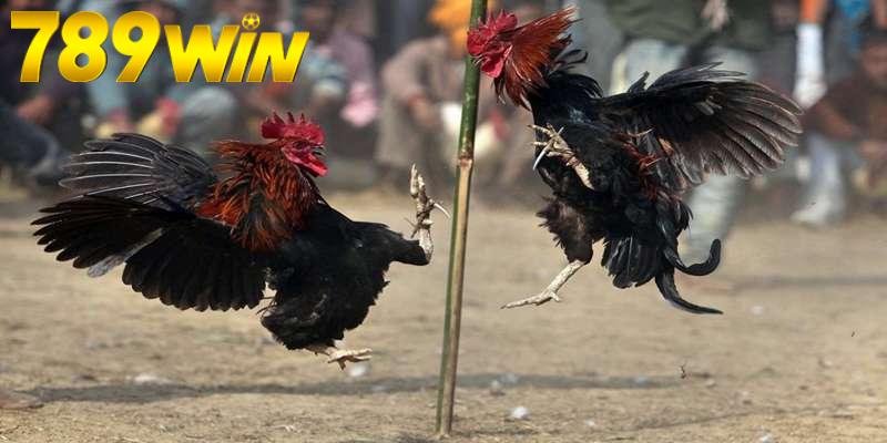 Đá Gà Thomo Loại Hình Cá Cược Hấp Dẫn Tại Nhà Cái 789win 6 Luật chơi game đá gà thomo anh em cần hiểu rõ