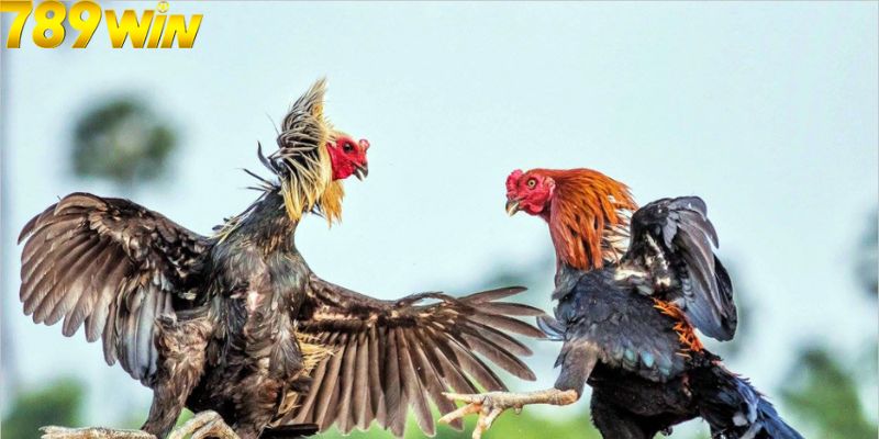 ĐÁ GÀ 5 Bật mí mẹo chơi thắng lớn khi cá cược đá gà