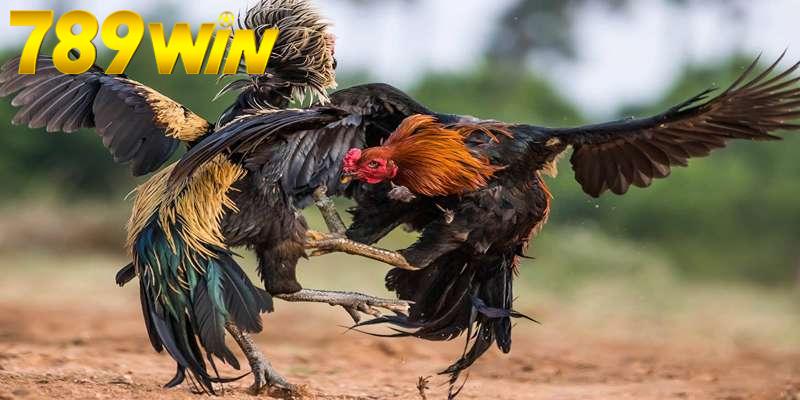 Đá Gà Thomo Loại Hình Cá Cược Hấp Dẫn Tại Nhà Cái 789win 7 Mẹo chơi đá gà thắng lớn cho cược thủ
