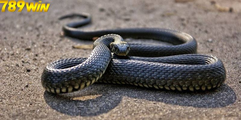 Giải Mã Nằm Mơ Thấy Rắn Đuổi Báo Hiệu Điềm Lành Hay Dữ? 6 Nằm mơ thấy bị rắn hổ mang đuổi cắn