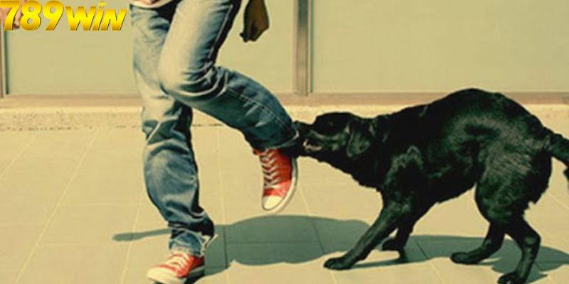 Mơ Thấy Chó Cắn Có Phải Điềm Dữ? Con Số May Mắn Liên Quan? 5 Mơ thấy chó cắn là có phải điềm dữ không?