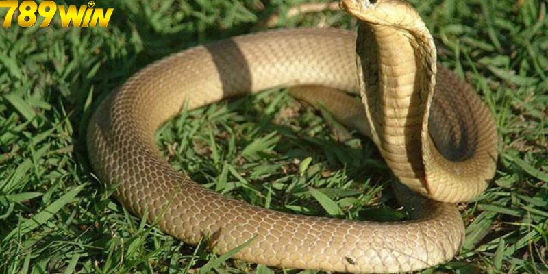 Giải Mã Nằm Mơ Thấy Rắn Đuổi Báo Hiệu Điềm Lành Hay Dữ? 5 Mơ thấy rắn đuổi là điềm tốt hay điềm xấu?