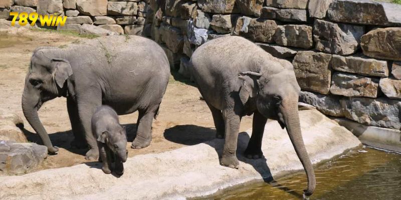 Mơ Thấy Voi Là Báo Hiệu Điều Gì? Là Điềm Báo Lành Hay Dữ 5 Hình ảnh loài voi gắn liền với những văn hoá và tín ngưỡng