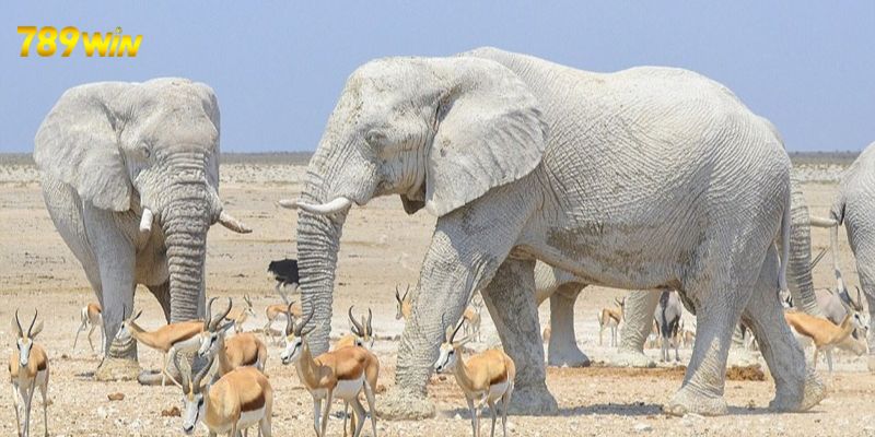 Mơ Thấy Voi Là Báo Hiệu Điều Gì? Là Điềm Báo Lành Hay Dữ 6 Giải mã chi tiết giấc mơ thấy voi màu trắng