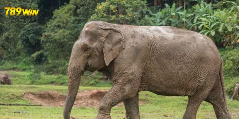 Mơ Thấy Voi Là Báo Hiệu Điều Gì? Là Điềm Báo Lành Hay Dữ 7 Giải mã chi tiết giấc mơ thấy voi màu trắng