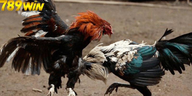 ĐÁ GÀ 2 Lợi ích cho game thủ nhận được khi chơi đá gà tại 789Win