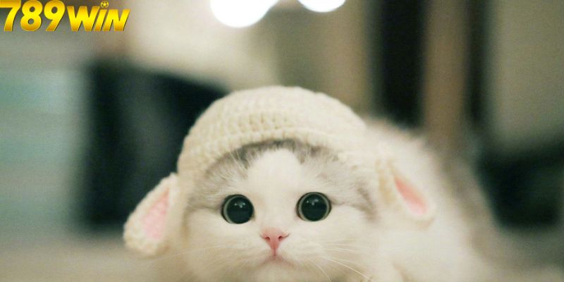 Nhà Cái 789Win Luận Giải Chi Tiết Về Giấc Mơ Nhìn Thấy Mèo 5 Ý nghĩa cụ thể về giấc mơ thấy mèo