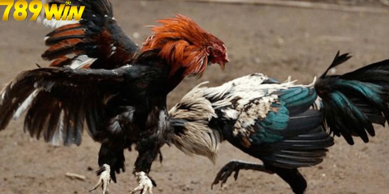 Đá Gà Cựa Sắt - Loại Hình Cực Hot Cho Bet Thủ Tại 789Win 6 Các bước chơi game cụ thể cho bet thủ tại 789Win