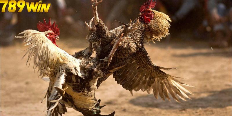 Đá Gà Cựa Sắt - Loại Hình Cực Hot Cho Bet Thủ Tại 789Win 5 Luật lệ chơi game chi tiết anh em cần nắm