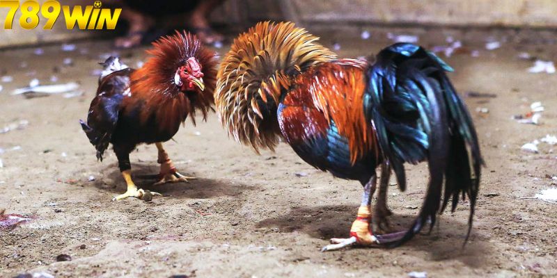 Đá Gà Cựa Sắt - Loại Hình Cực Hot Cho Bet Thủ Tại 789Win 7 Mẹo chơi đá gà cựa sắt thắng lớn cho anh em